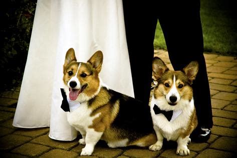 Ask Amy: Wedding celebration must go to the dogs